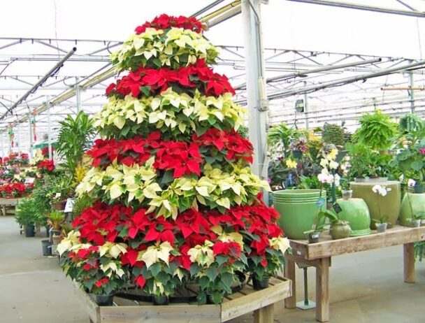 Cây Trạng Nguyên hình cây thông noel trang trí nhà cửa cho dịp Giáng Sinh