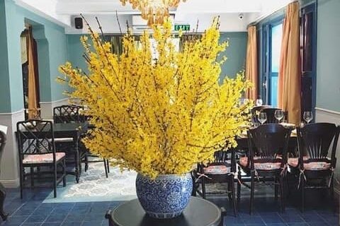 Hoa Mai Mỹ - rộn ràng sắc hoa Xuân