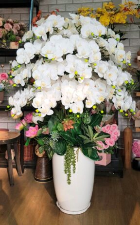 Lan Hồ Điệp Trắng biểu trưng cho sự tinh khiết và quý phái