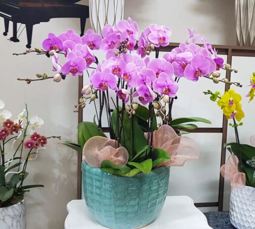 Lan Hồ Điệp trang trí nhà cửa ngày Tết cổ truyền