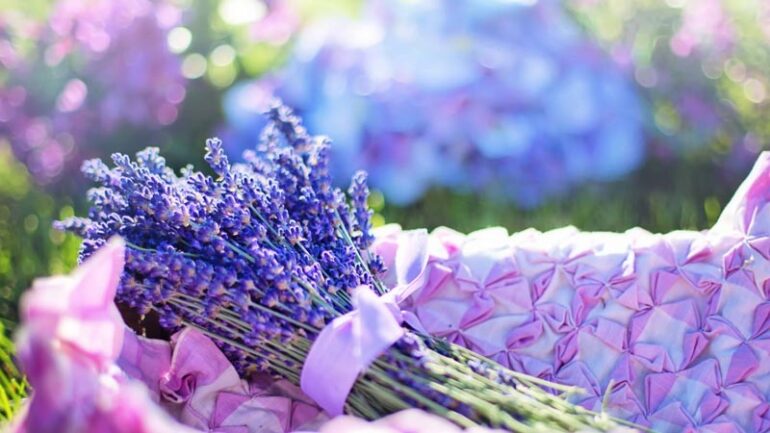 Hoa Lavender tặng người yêu nhân dịp lễ tình nhân Valentine