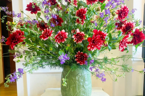 Hoa Thược Dược ngày Tết