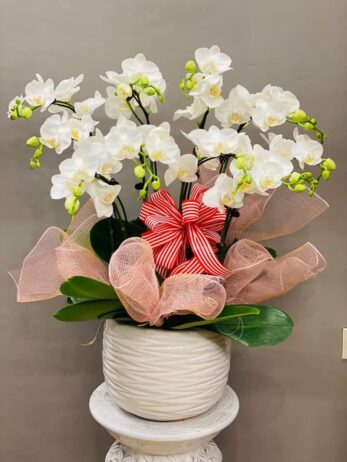 lan hồ điệp biếu sếp nữ