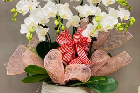 lan hồ điệp biếu sếp nữ