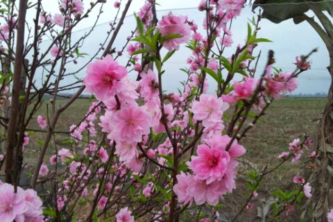 Kinh nghiệm lựa chọn mua hoa Đào ngày Tết