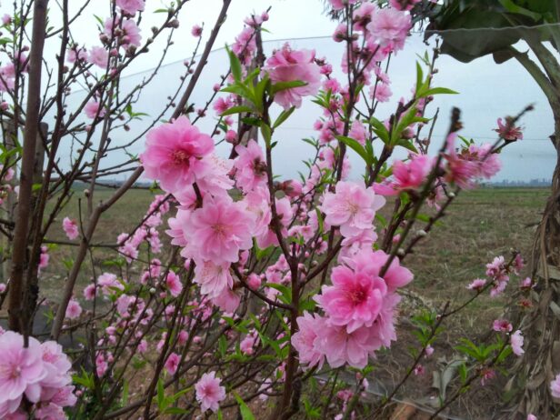 Kinh nghiệm lựa chọn mua hoa Đào ngày Tết