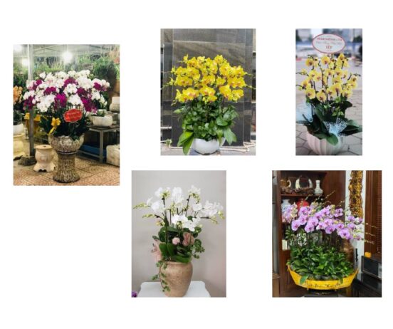 Học cắm hoa Lan Hồ Điệp, Hoa Giả, Sen Đá